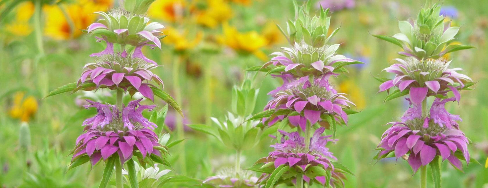 Vibrant pink and purple wildflowers
