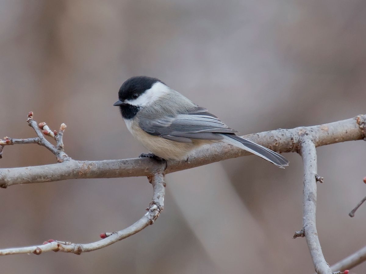 Home : Audubon Society of Omaha