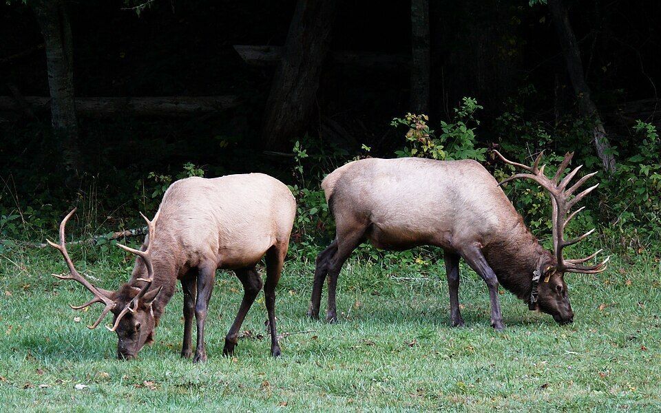 Two bull elk with large antlers grazing at the edge of a grassy field