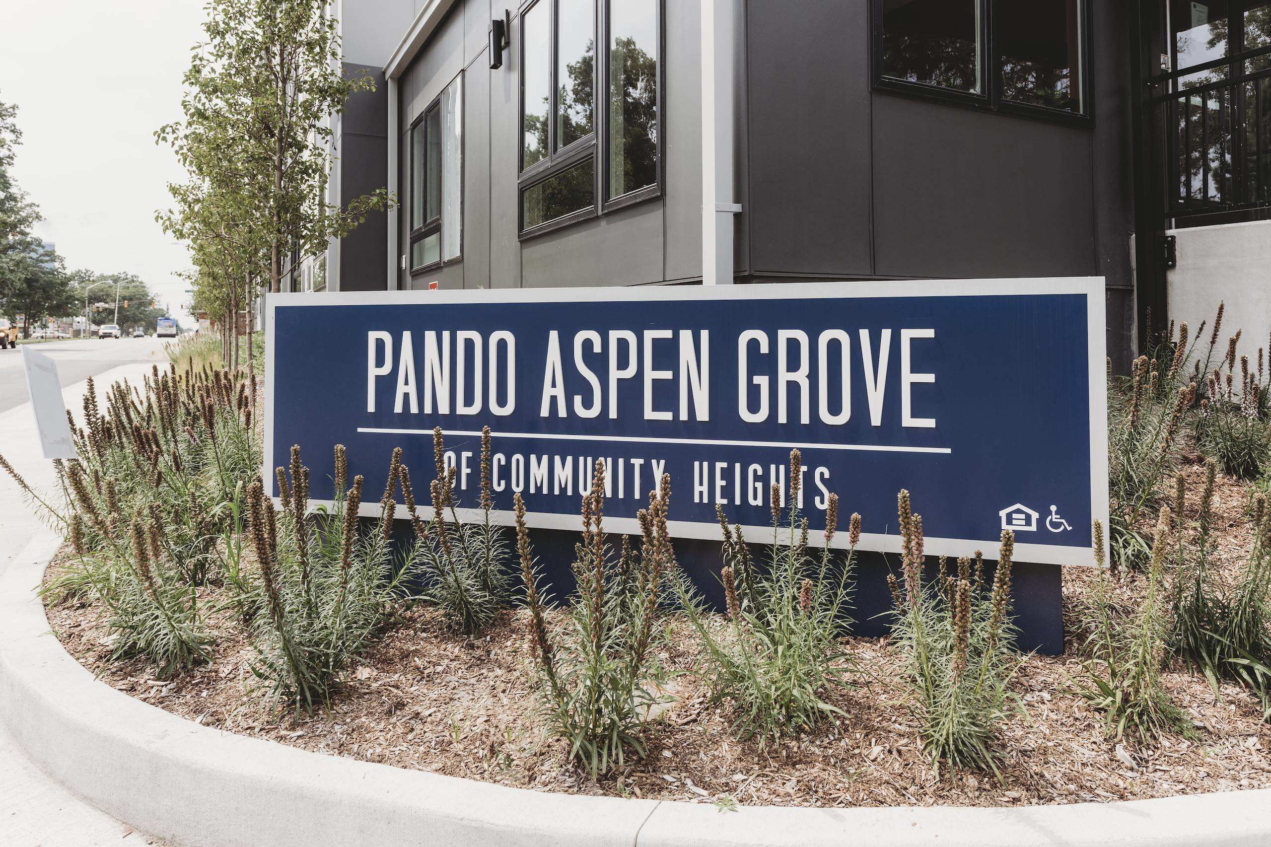 Pando Aspen Grove