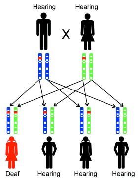 How does a child inherit a recessive mutation?
