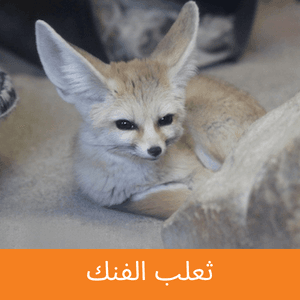 Fennec Fox