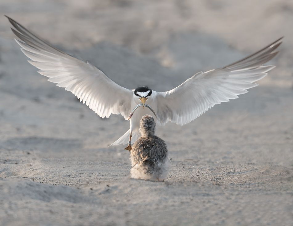 Least Tern