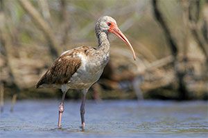 White Ibis (immature)