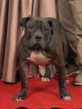 Dog on a red carpet