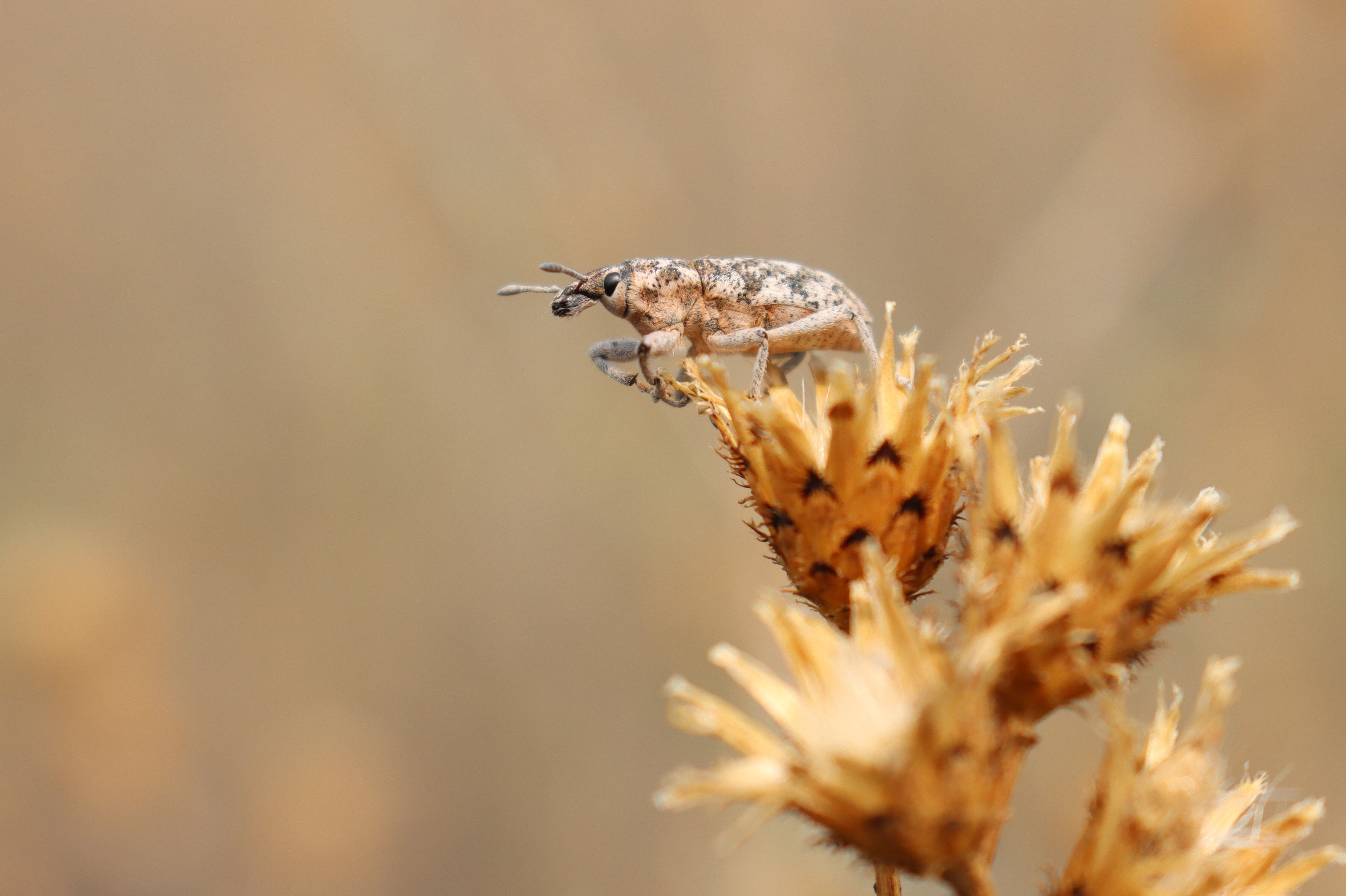 Knapweed Root Weevil