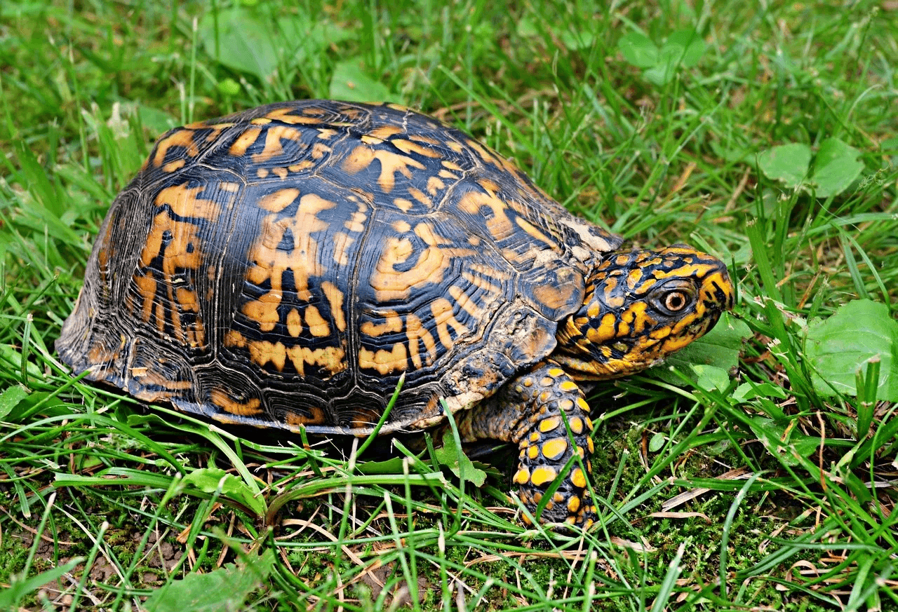 Box Turtles