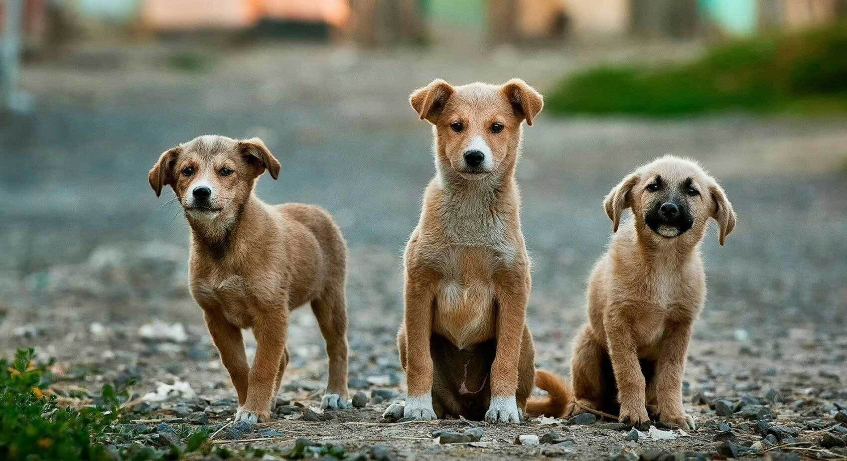Three tan puppies outside