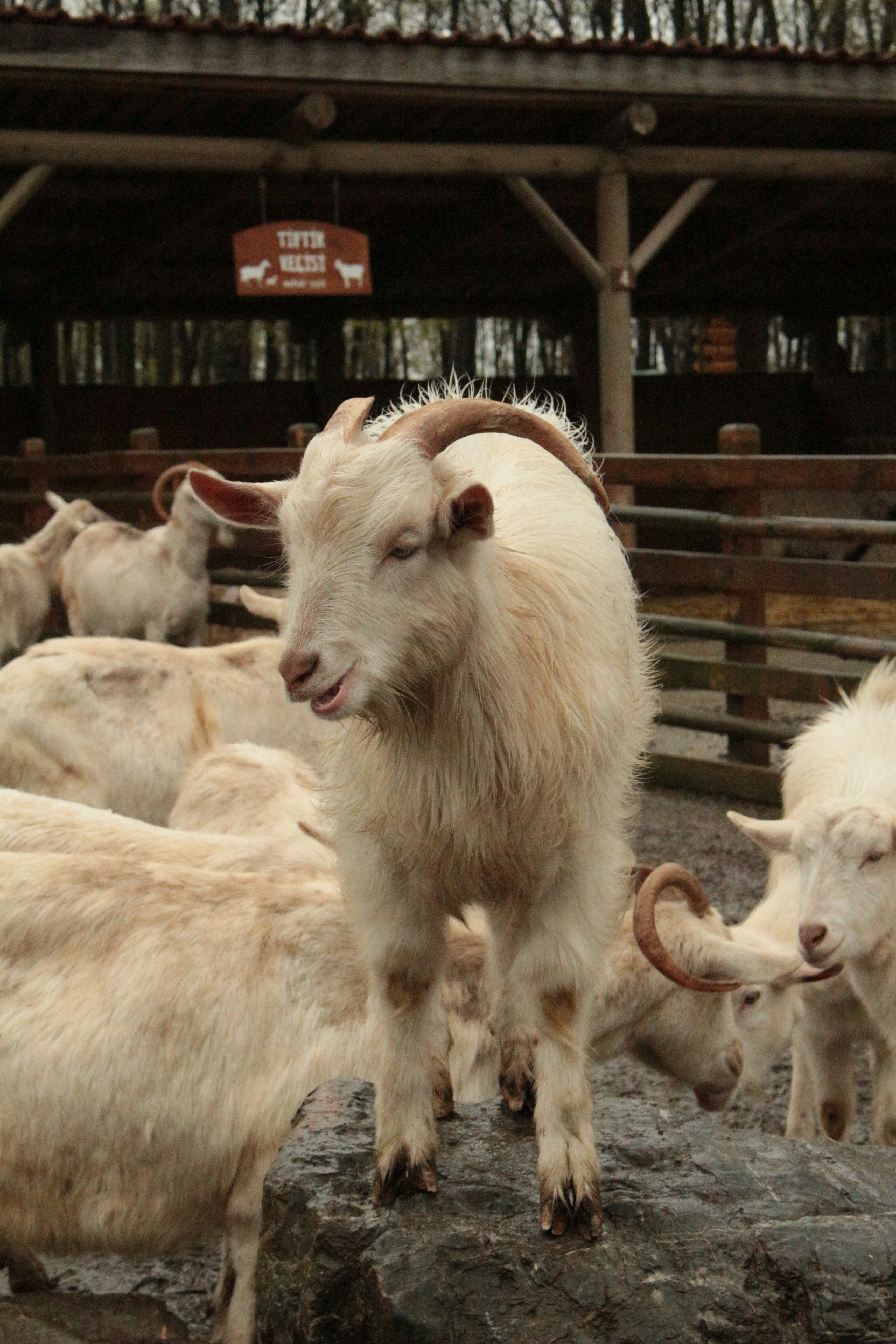 Sacrifice Animal this Eid or help others in need?