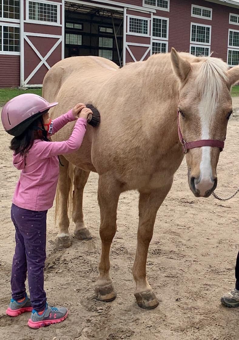 Horse being brushed by child