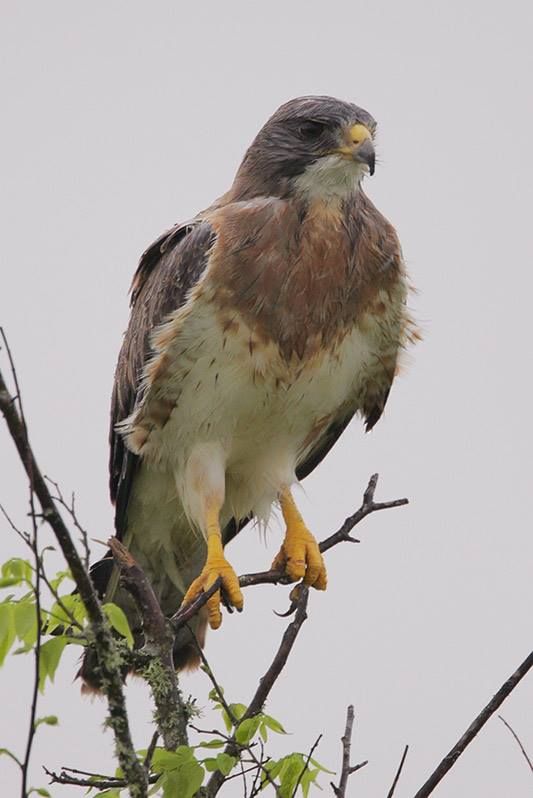 Swainson’s Hawk