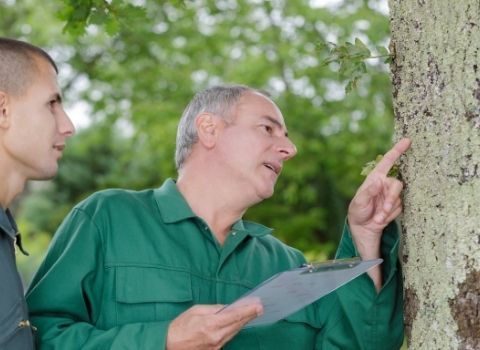 How To Spot Different Tree Diseases on Your Property