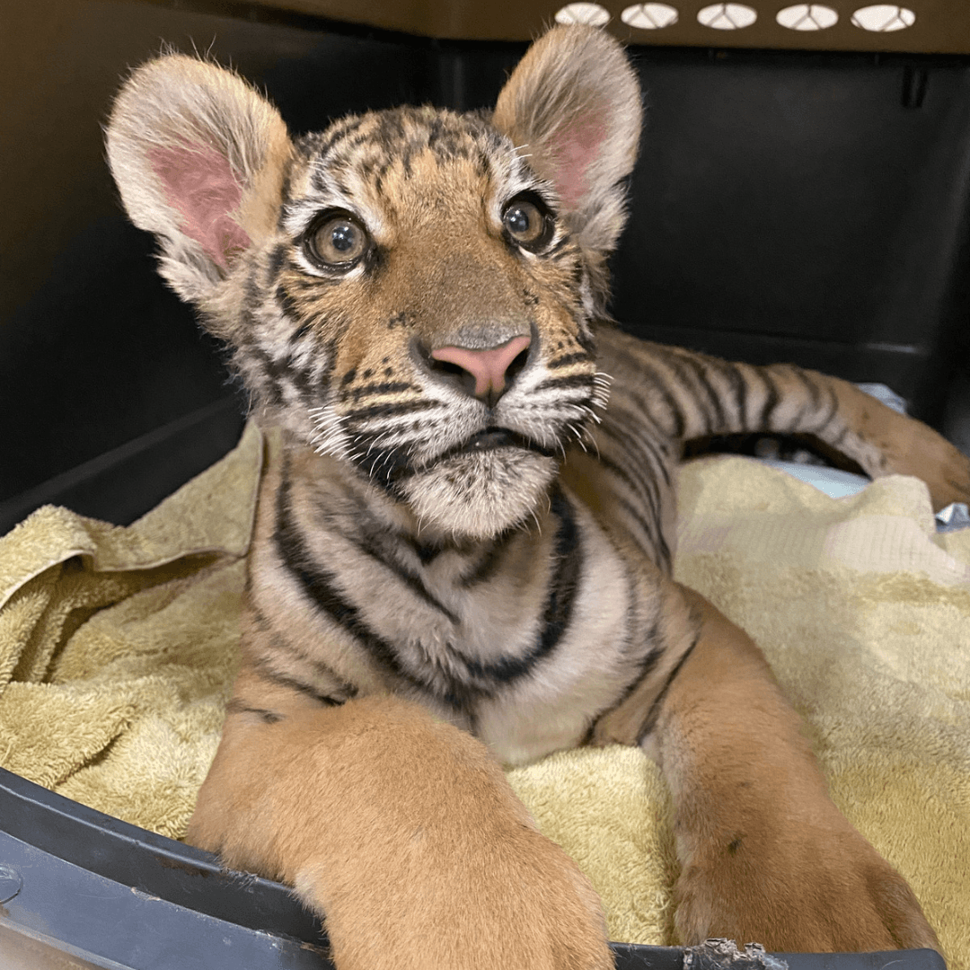 The tiger cub looks at the human behind the camera taking her photo. She sits on a warm, fluffy towel in a holding crate as she wakes up from anesthesia, giving her an adorable starry-eyed look.