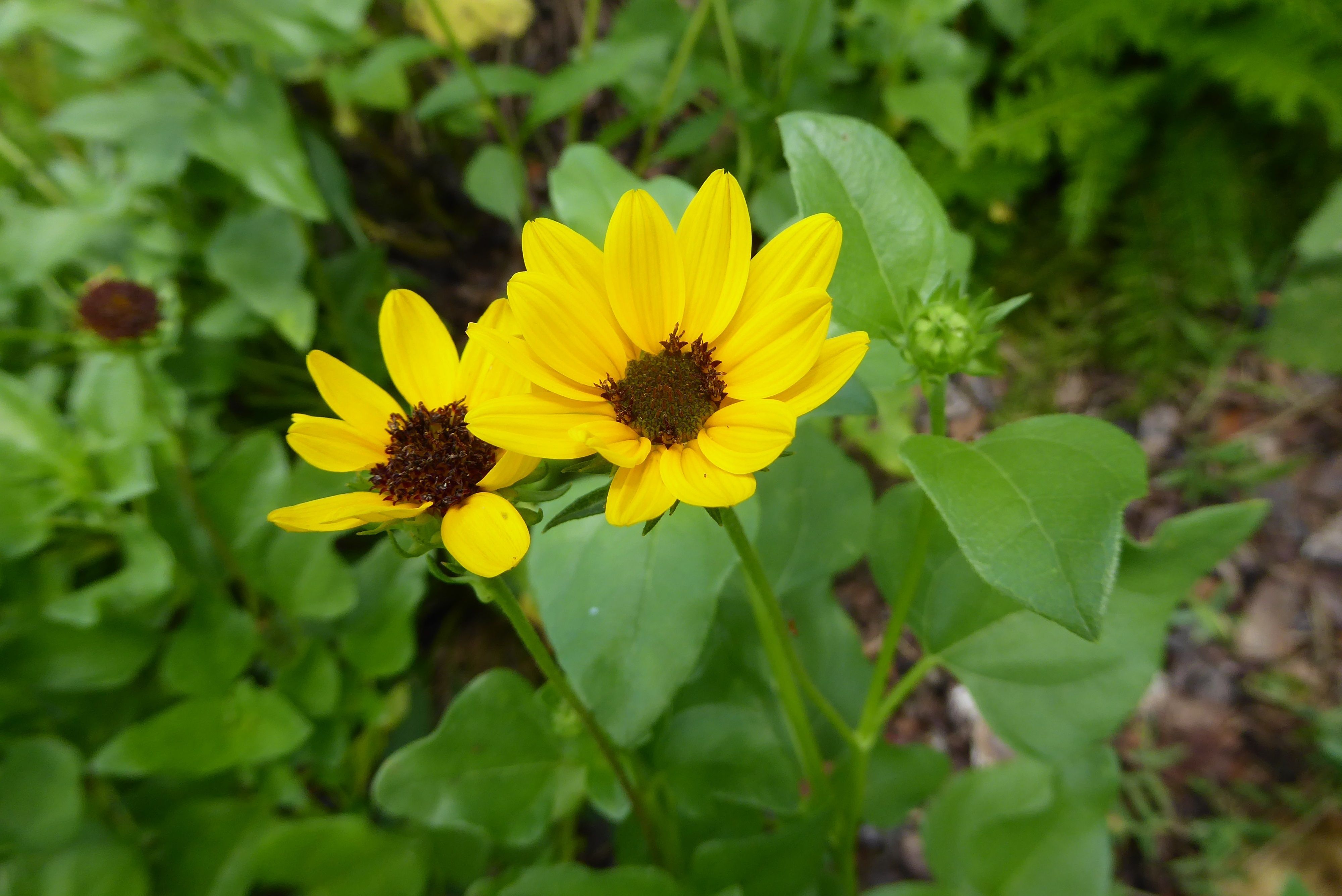 The easy to propagate native Dune Sunflower is a great choice to start.