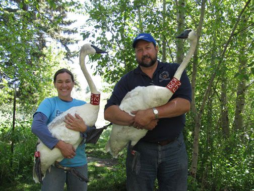 22ND TRUMPETER SWAN SOCIETY CONFERENCE