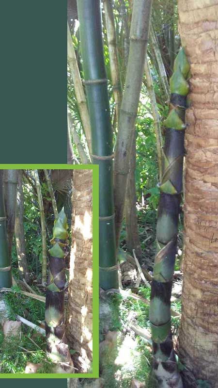 Giant Tropical Bamboo