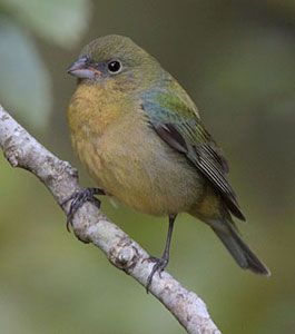 Painted Bunting