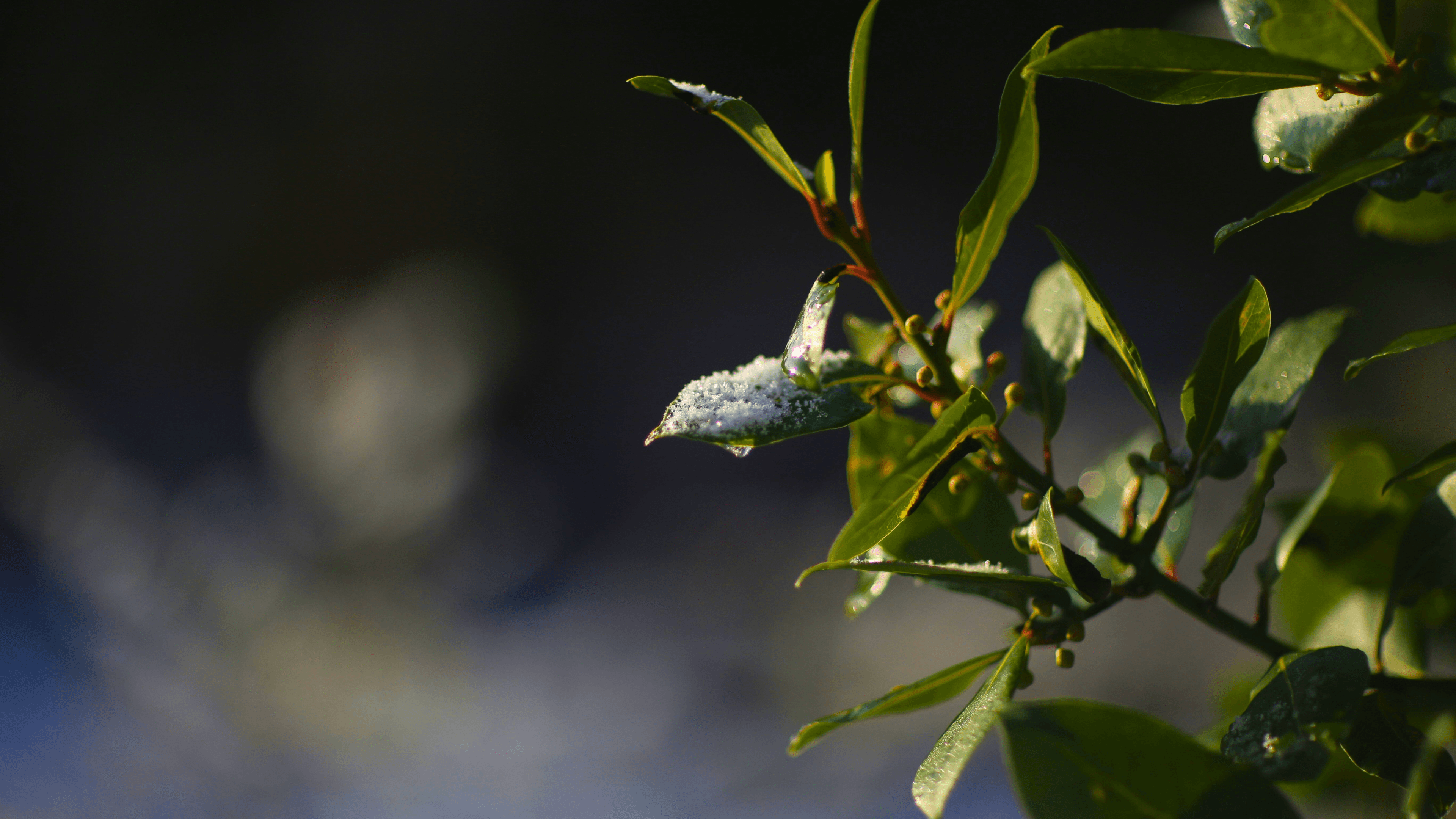 Photo of frost thawing on tree branch