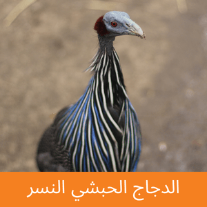 vulterine guineafowl