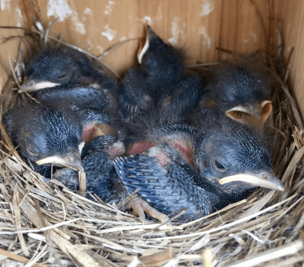 Nest of baby bluebirds