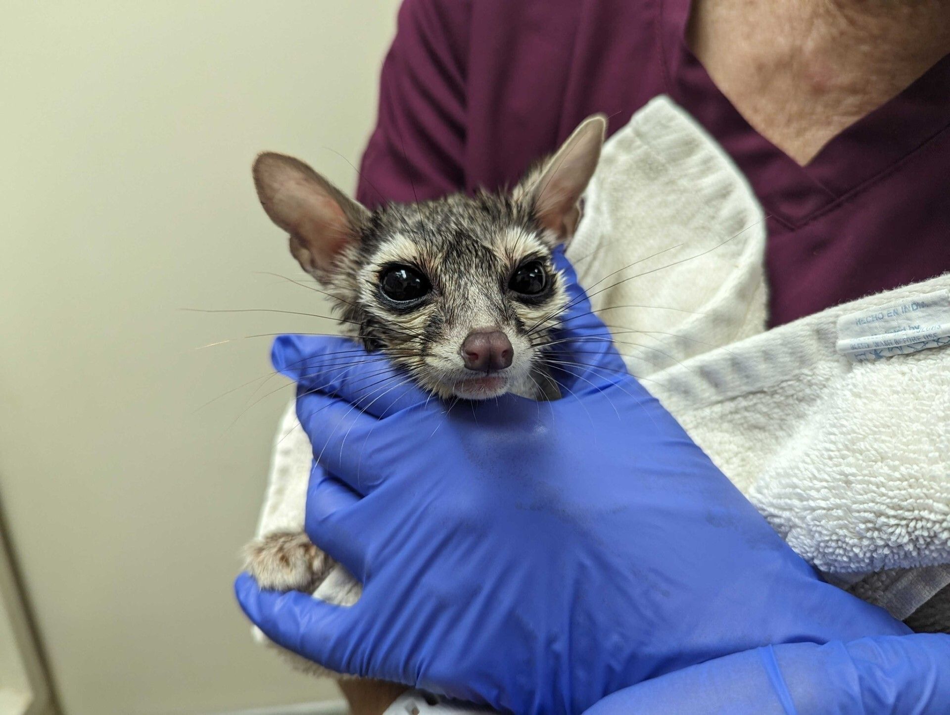 A rescued ringtail sits in a vet techs gloved hands after a thorough intake exam
