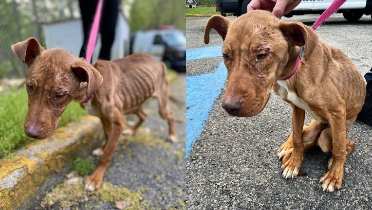 Starving, emaciated pit bull puppy rescued in Paterson (Fox 5 New York)