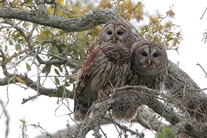 Barred Owl