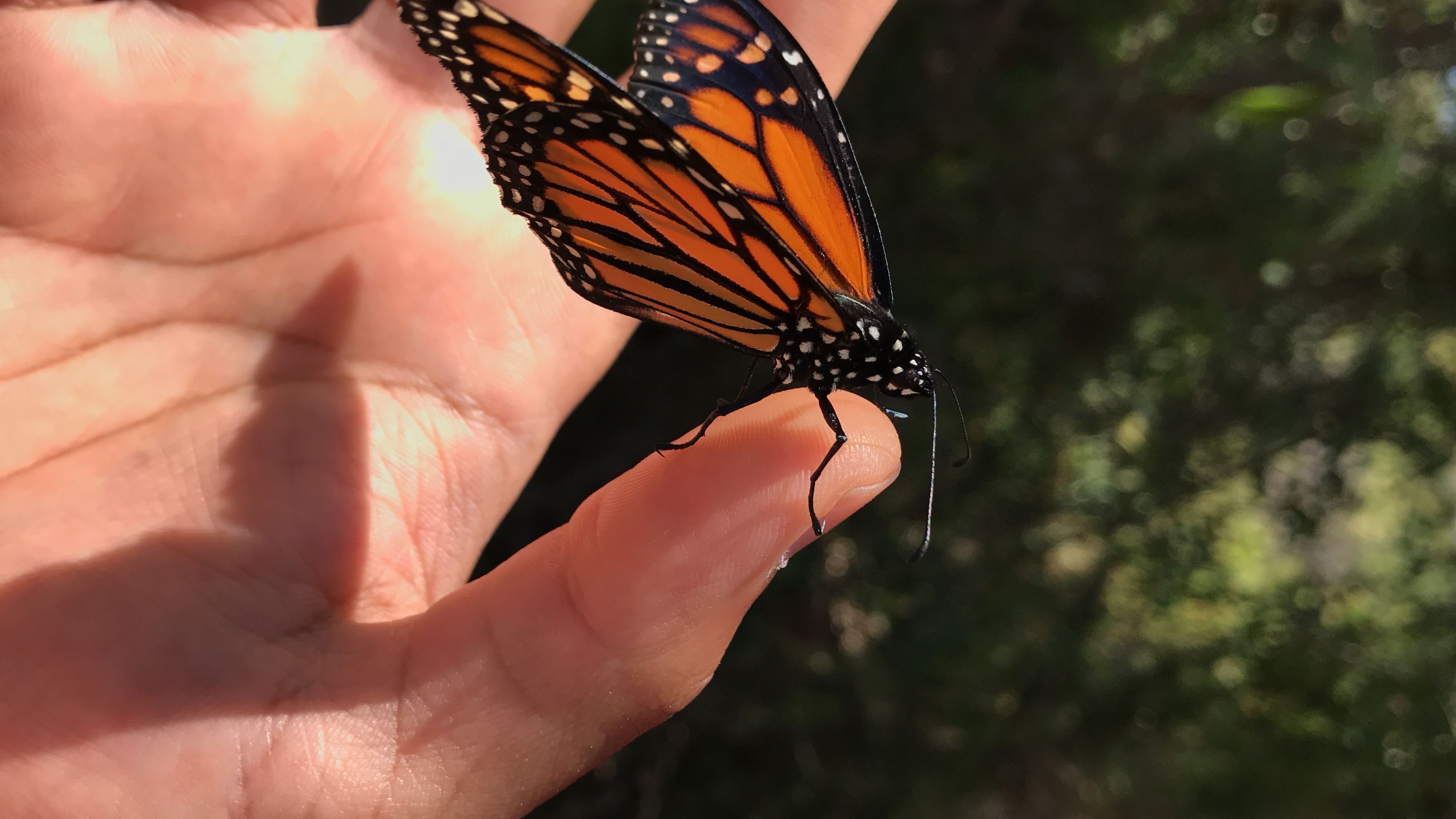 San Diego Audubon Celebrates Latino Conservation Week: Mariposas Monarcas y Plantas