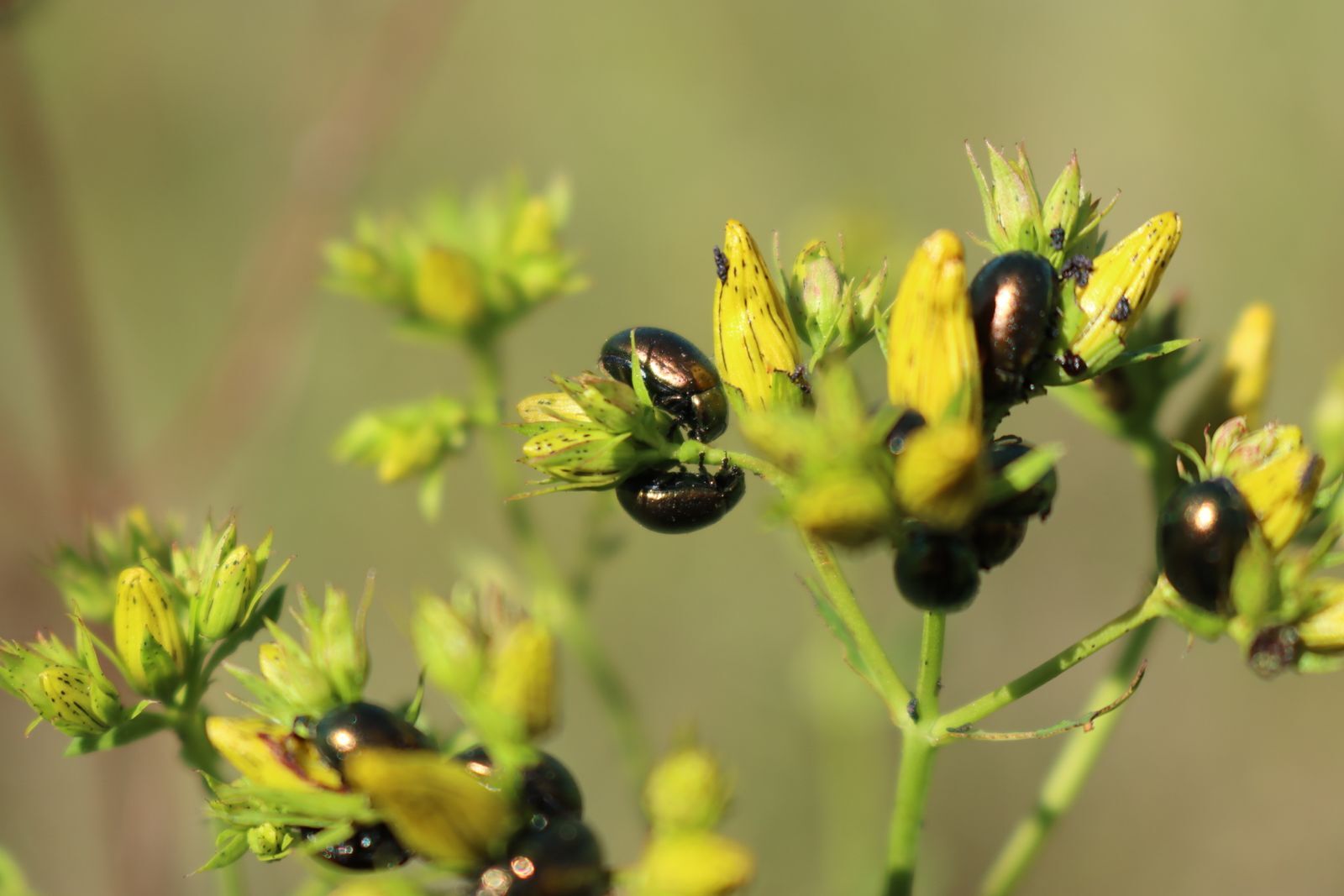 Chrysolina spp (St. Johnswort beetle)