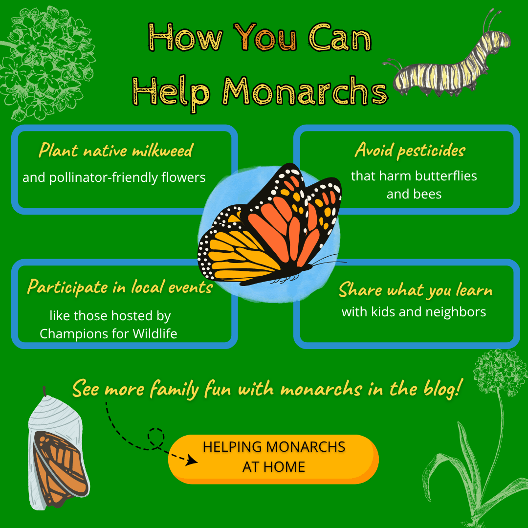 Helping Monarchs At Home
