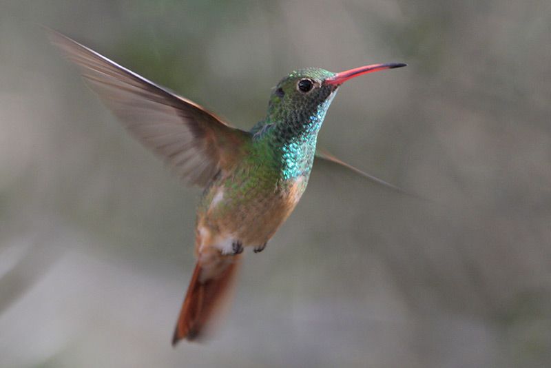 Buff-bellied Hummingbird