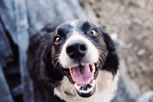 Spay/neuter surgery for the Public
