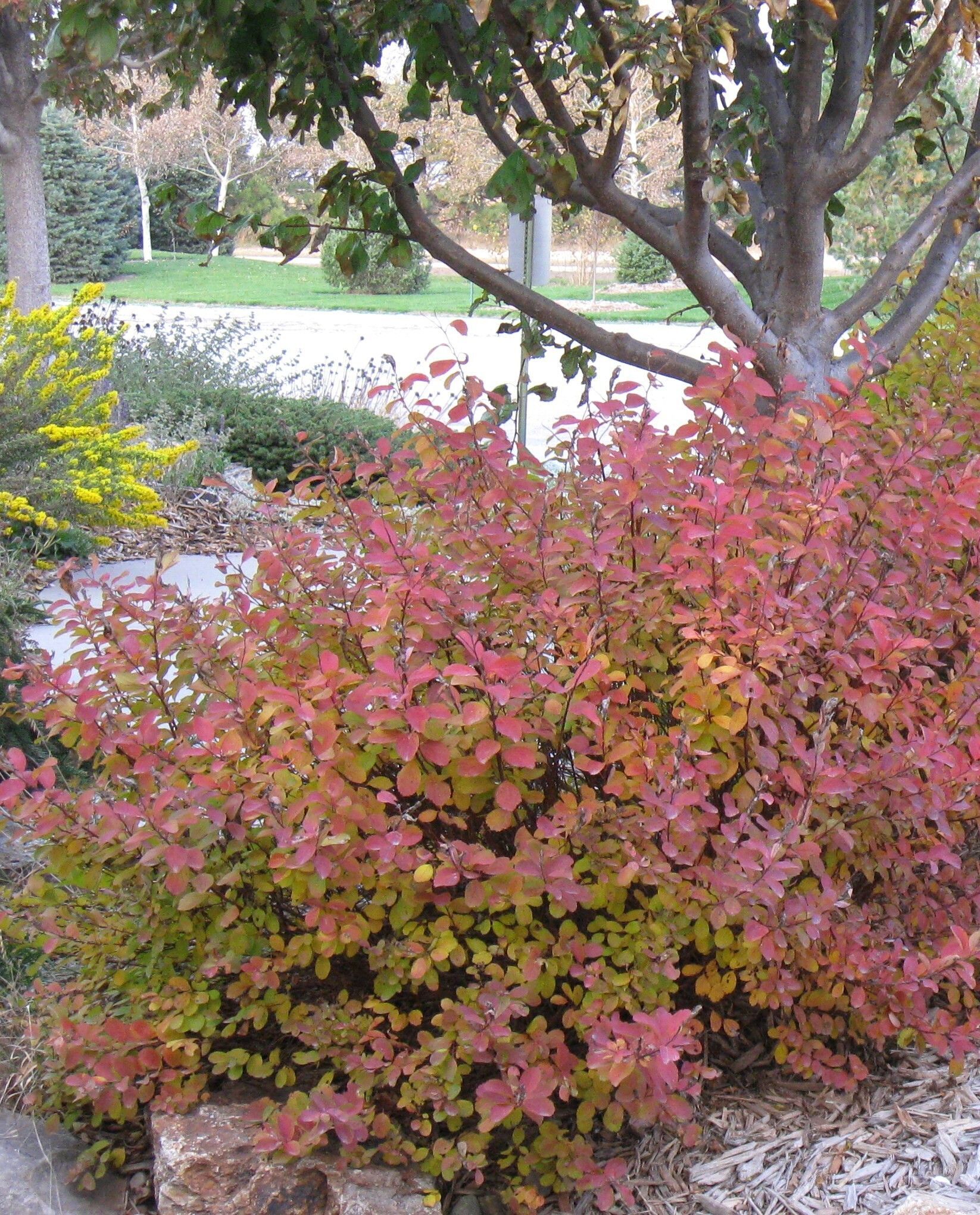 'Tor' birchleaf spirea, Spirea betulifolia