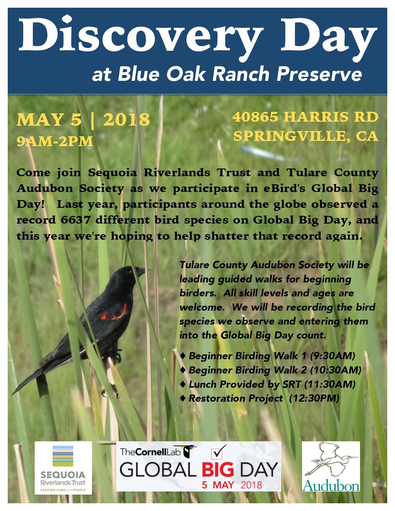 Birding at Blue Oak