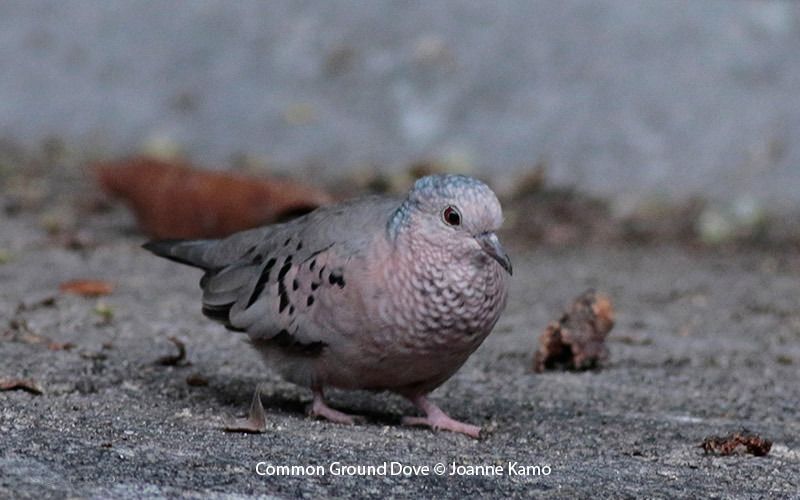 Common Ground-Dove