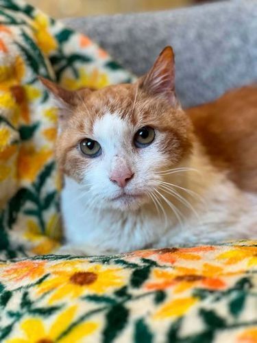 Borris the Cat an orange and white senior cat lays on a couch.