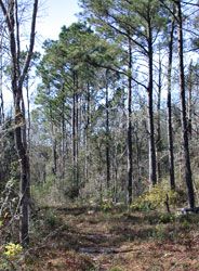 Scenery at Carolyn R Davis Sanctuary