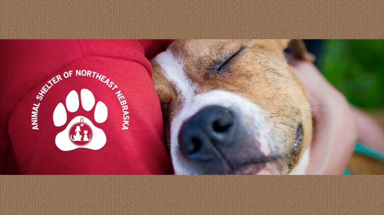 Animal Shelter Northeast Nebraska Adopt Humane Society