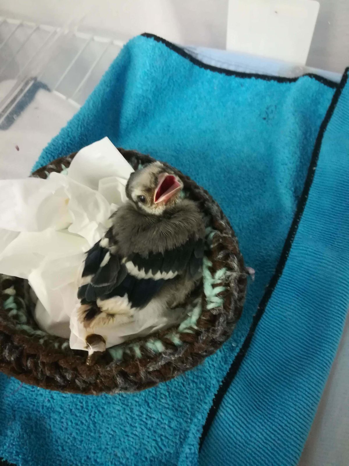 cincinnati wild bird rescue cincinnati wild bird rescue
