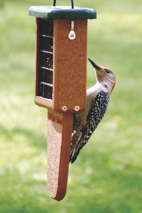 Tail-prop Suet Feeder