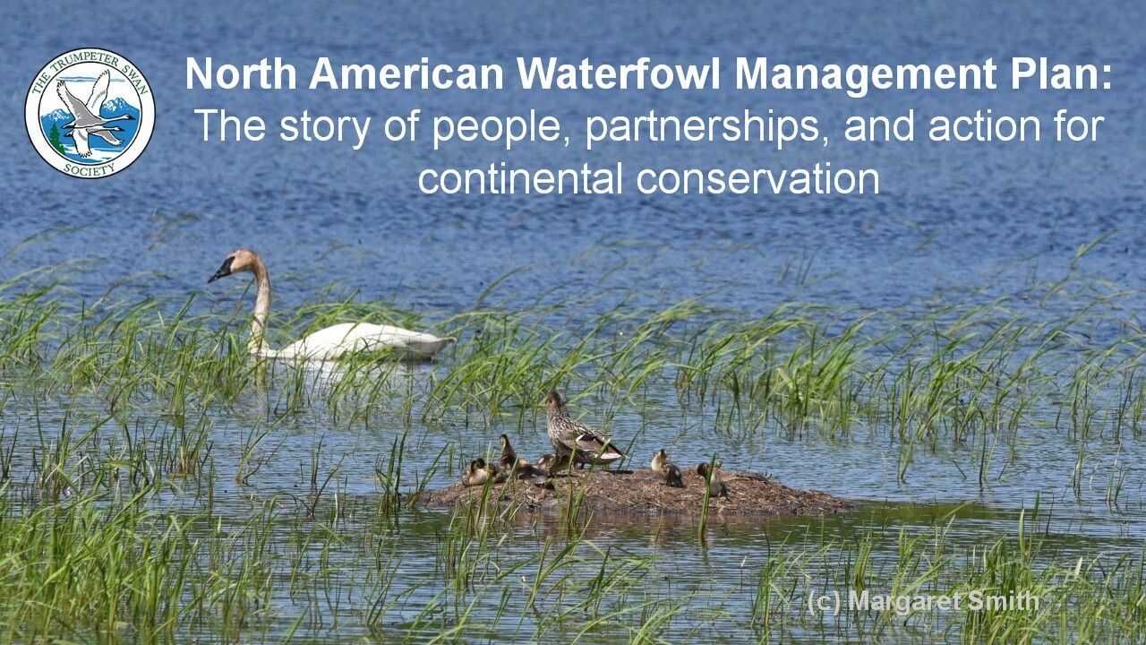WEBINAR: NAWMP: the story of people, partnerships, and action for continental conservation