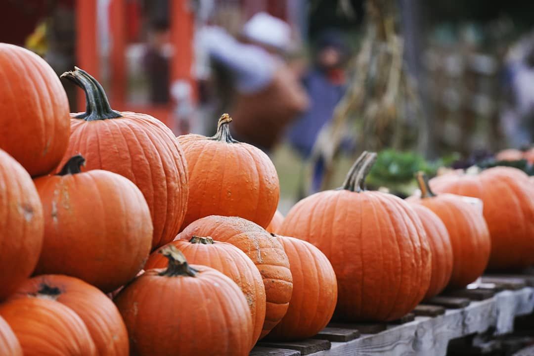 Fall Farm Market at Snipes Farm!