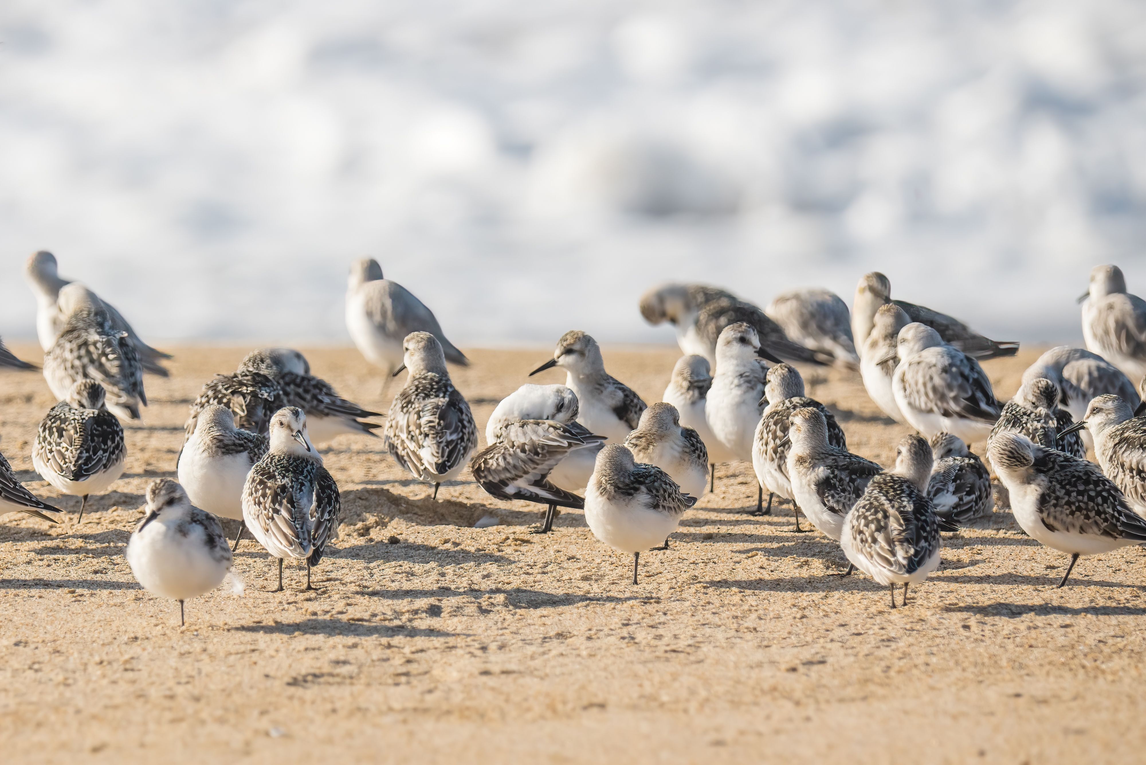 Join Our Flock!