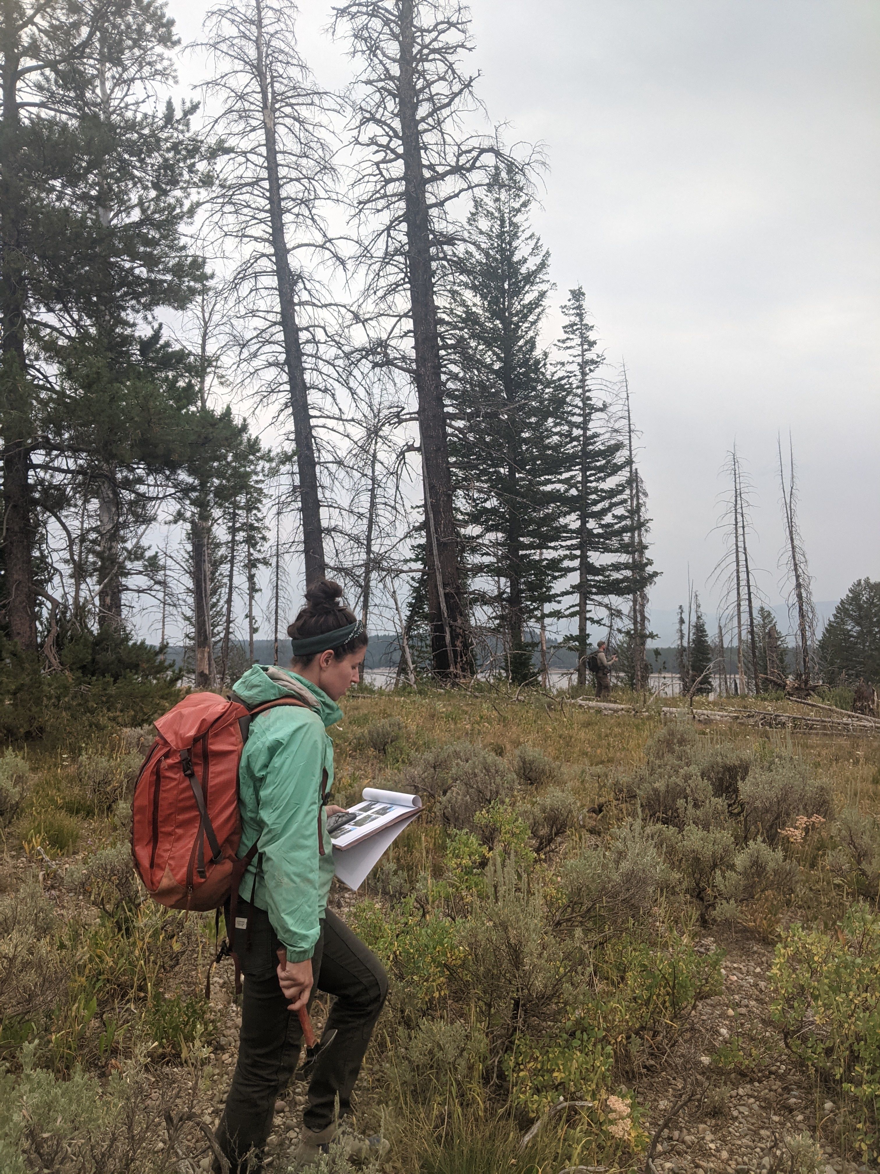 A senior crew leader walks in a field to compare trees