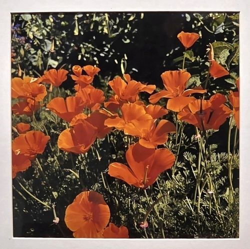 Orangie Poppies - James Edwards