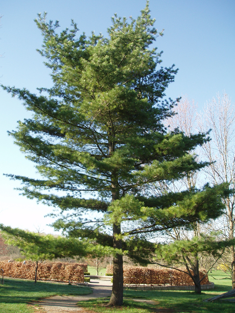White Pine - Pack of 5 Seedlings (12"-18")