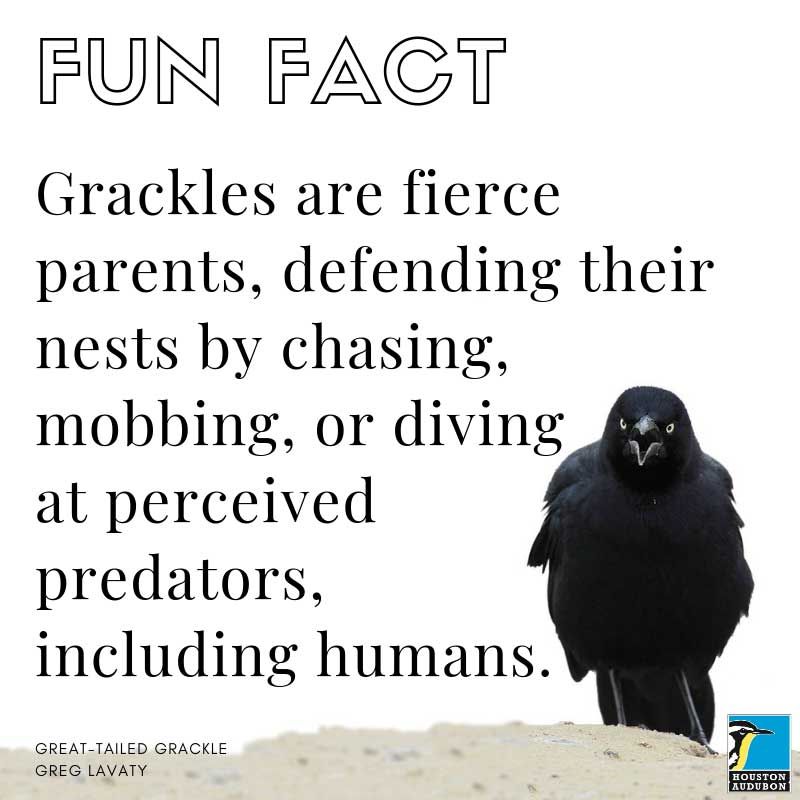 Fun fact about Great-tailed Grackle