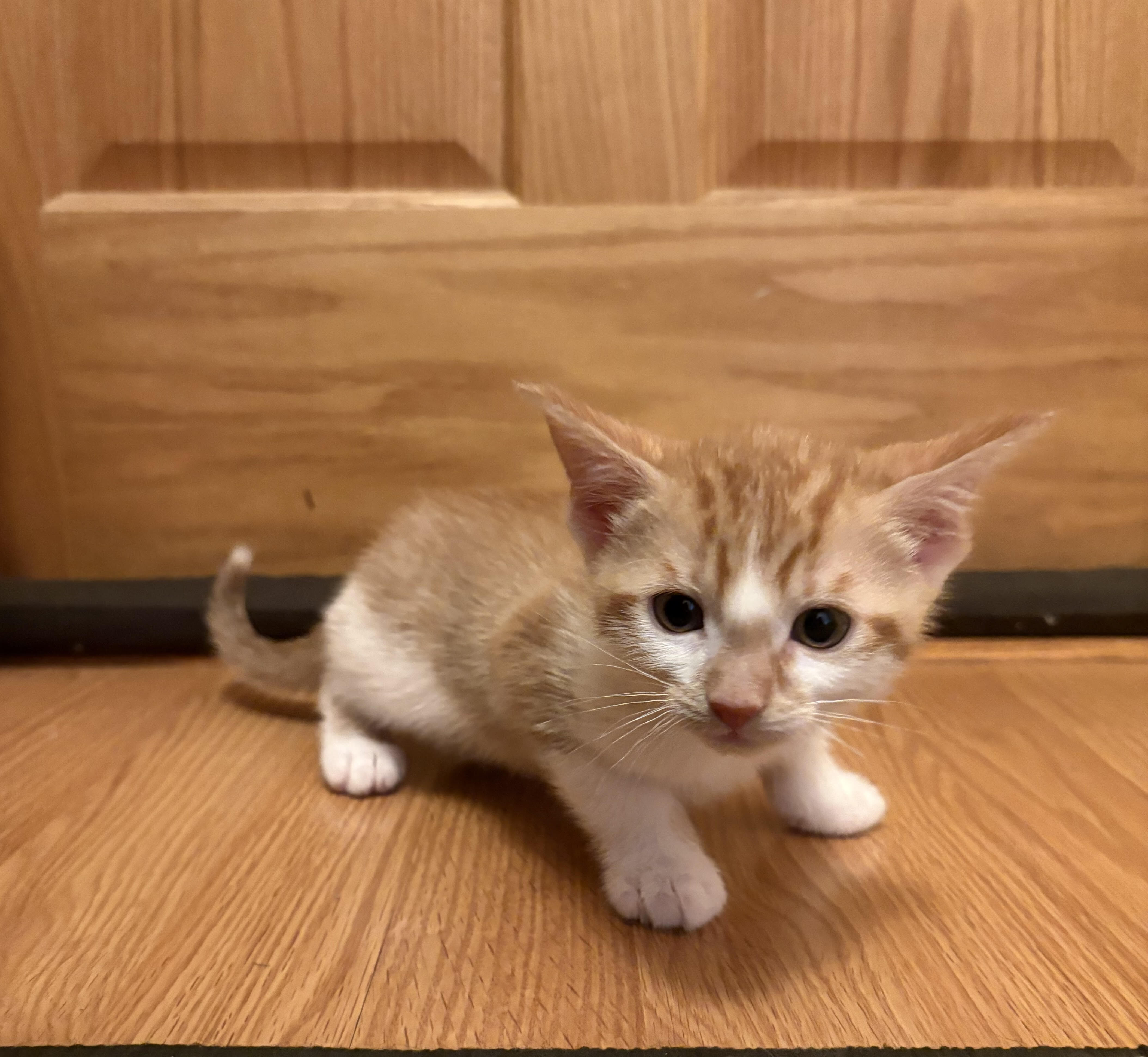 Pavo - ADOPTION PENDING