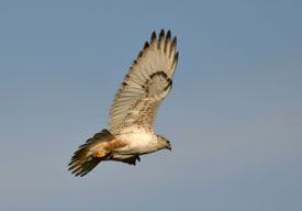 Ferruginous Hawk