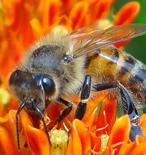 Bees